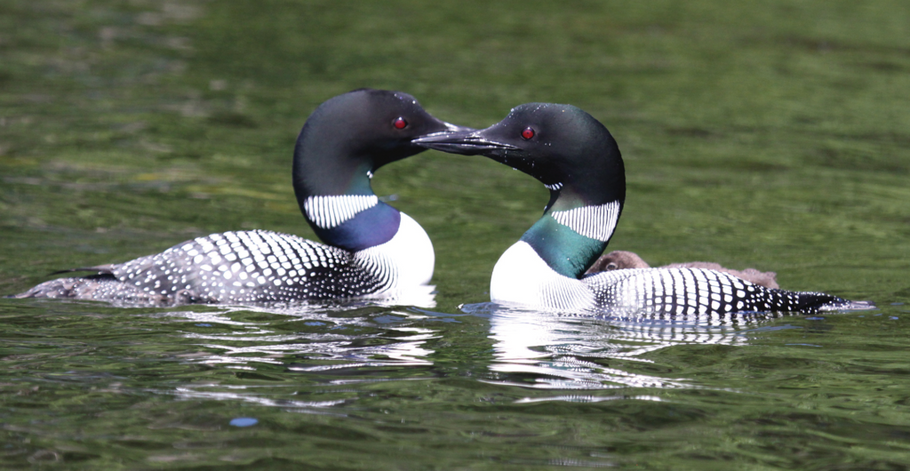 The Love of Loons
